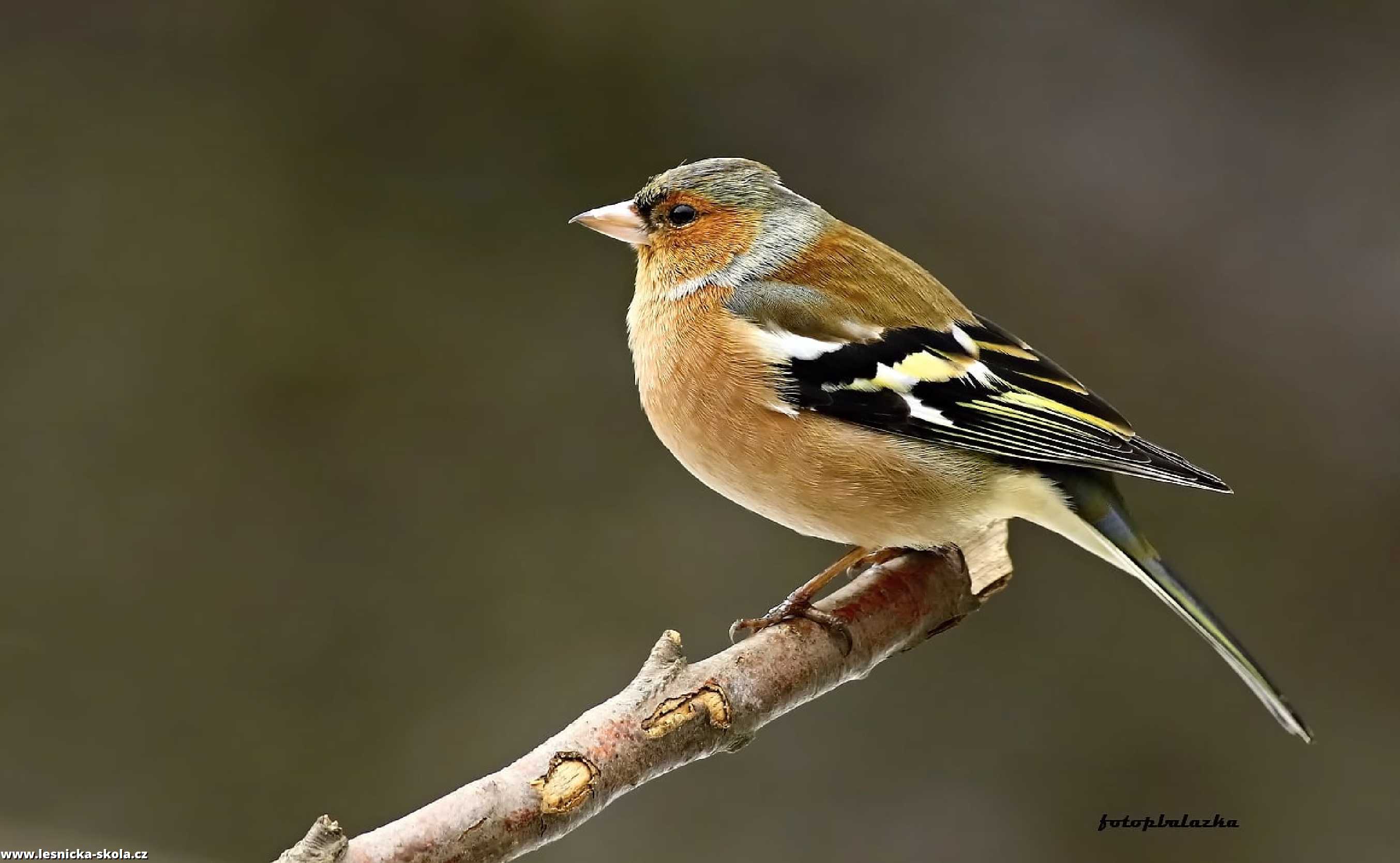 Pěnkava obecná - Fringilla coelebs - Foto Pavel Balazka 0222