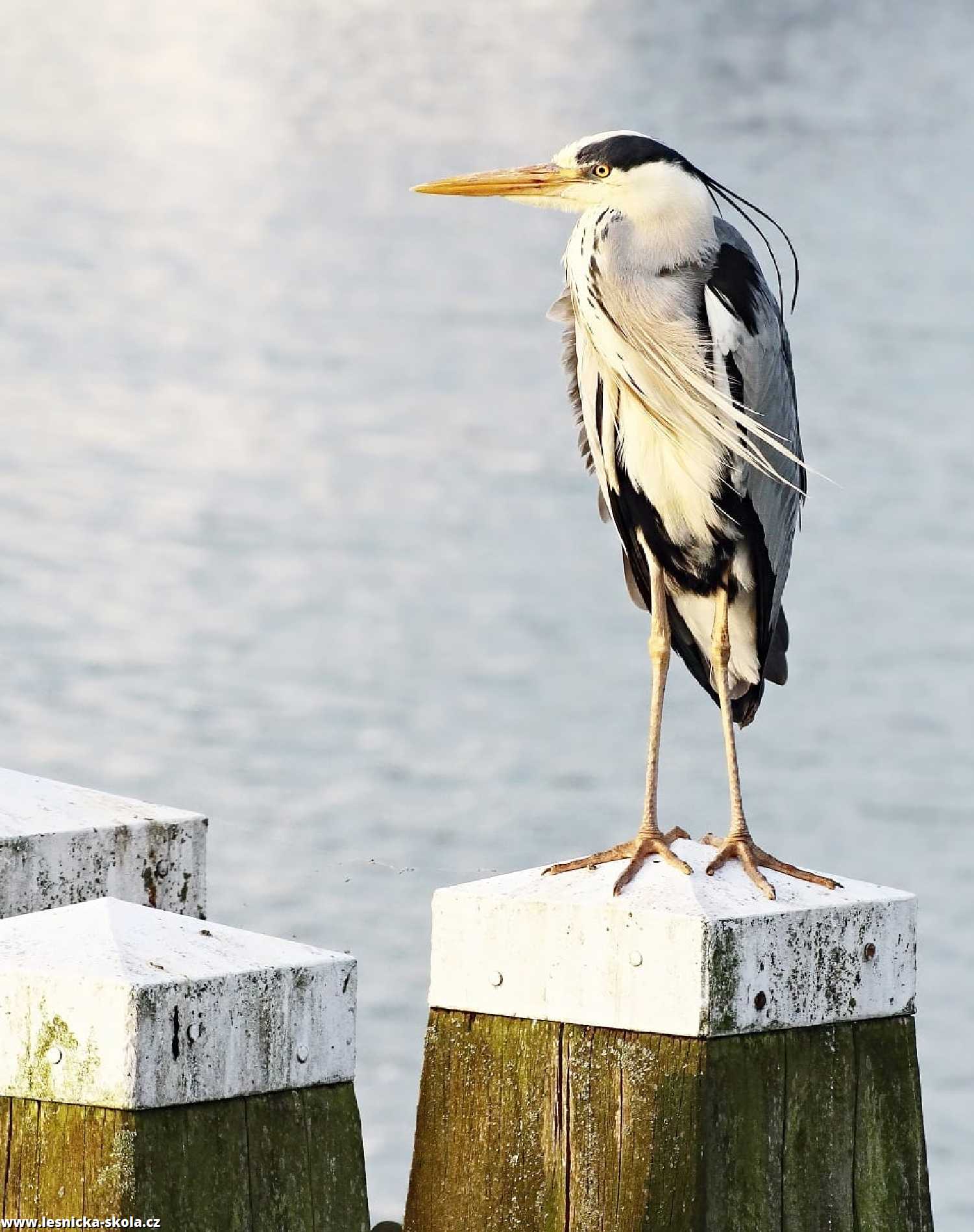 Volavka popelavá - Ardea cinerea - Foto Pavel Balazka 0222