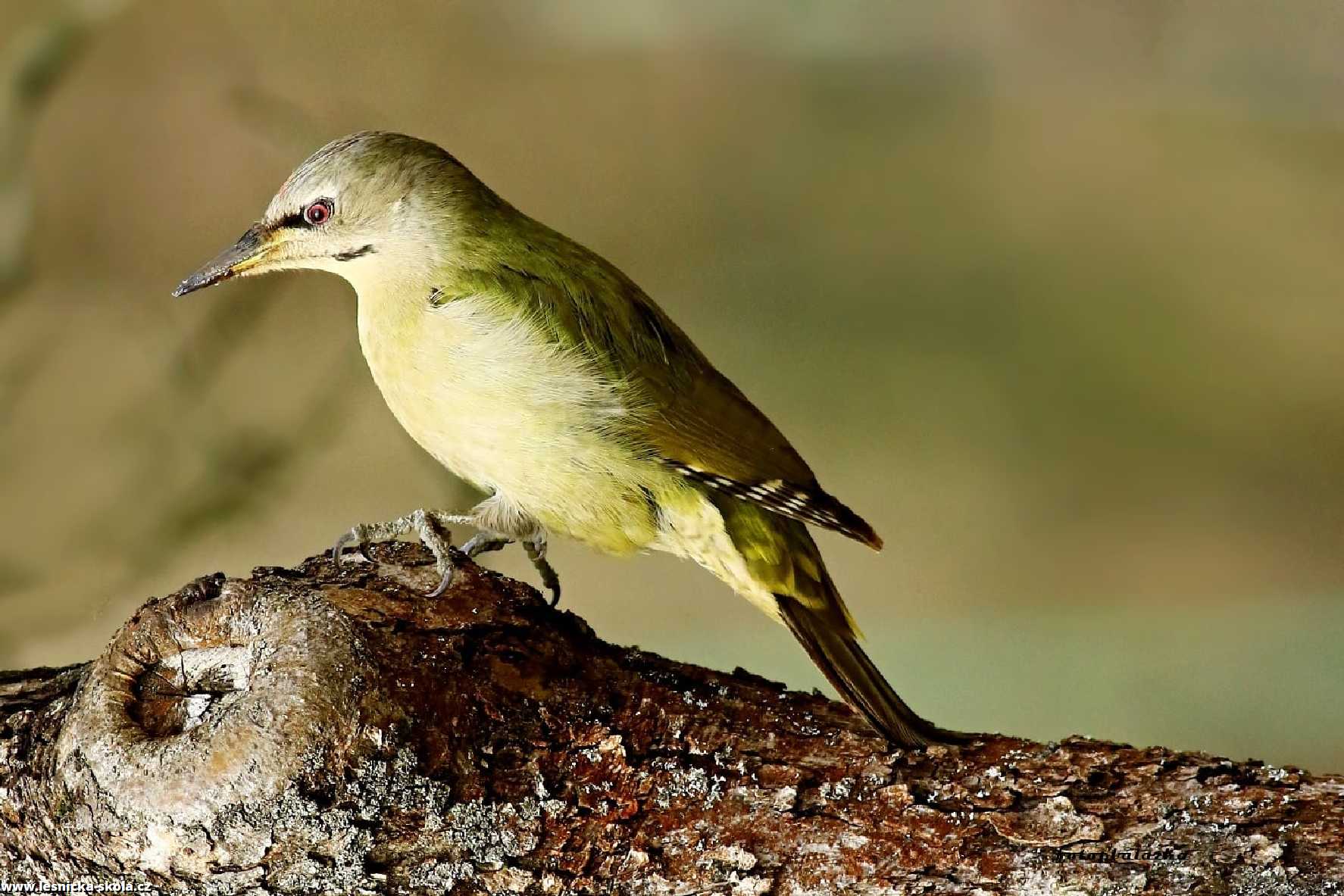 Žluna šedá - Picus canus - Foto Pavel Balazka 0222