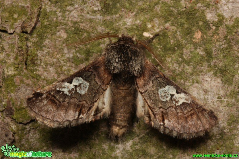 Modrohlávek ovocný - Diloba caeruleocephala - Foto Gerd Ritschel