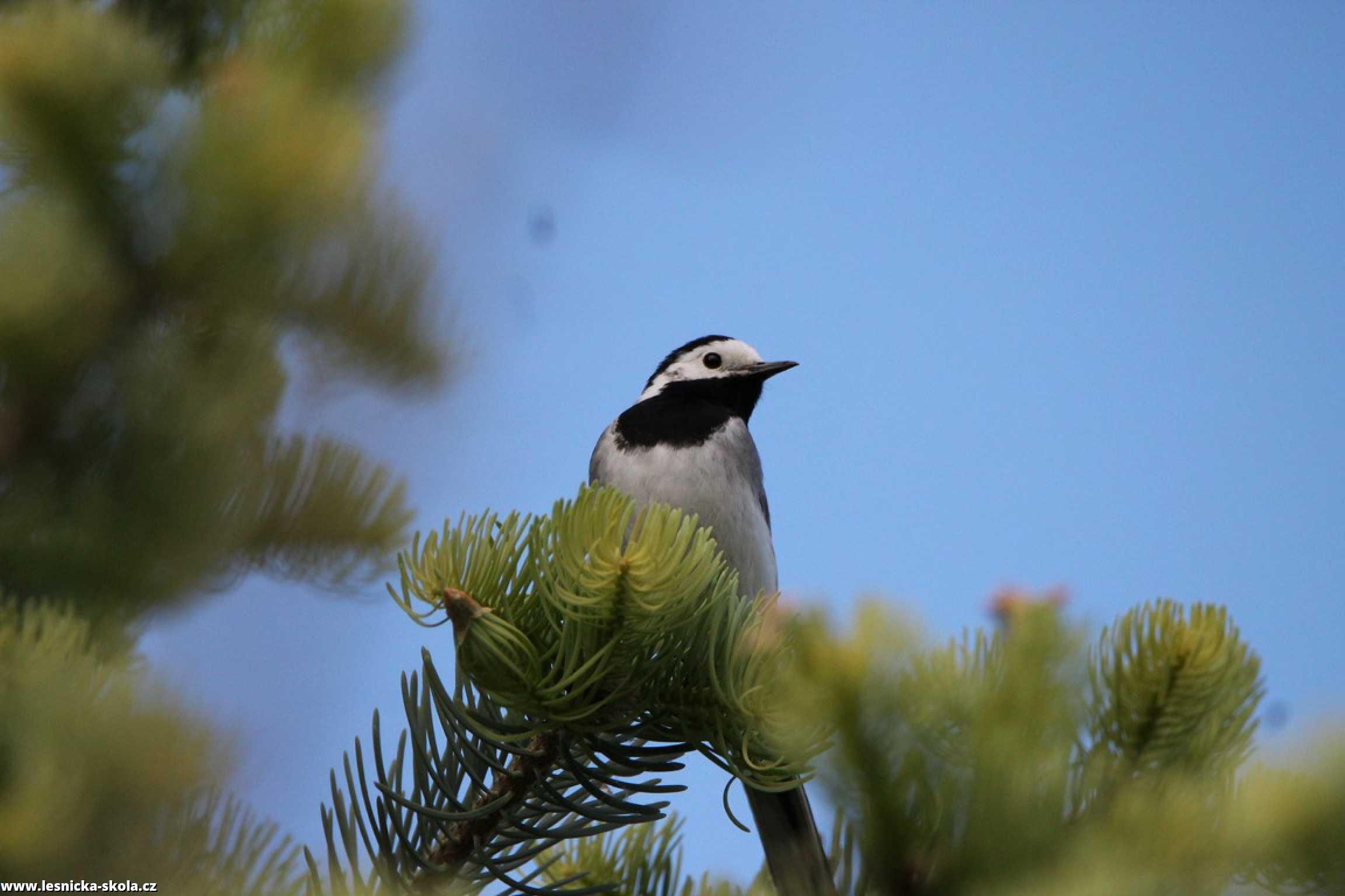 Konipas luční - Motacilla alba - Foto František Novotný 0222