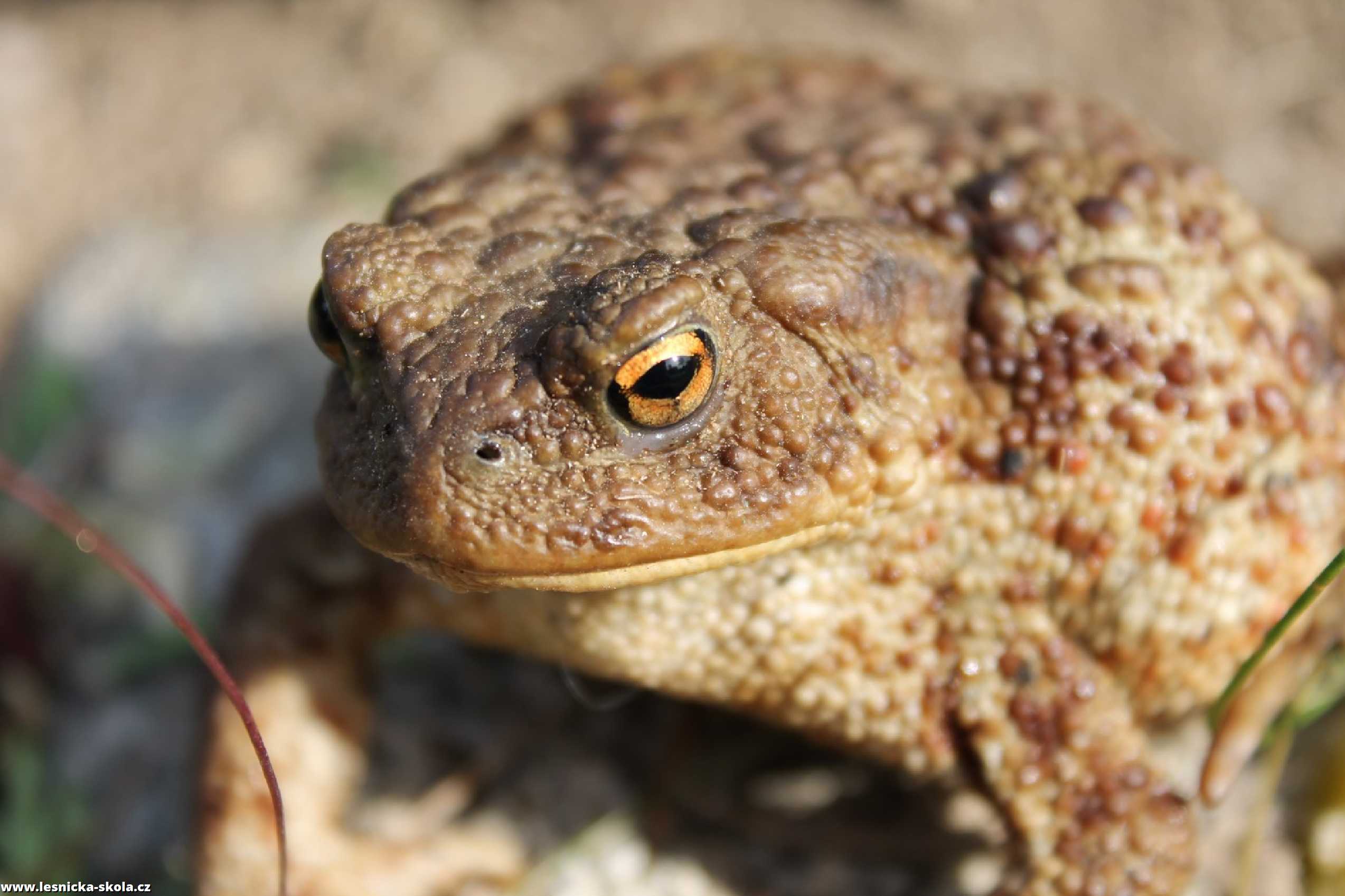 Ropucha obecná - Bufo bufo - Foto František Novotný 0222