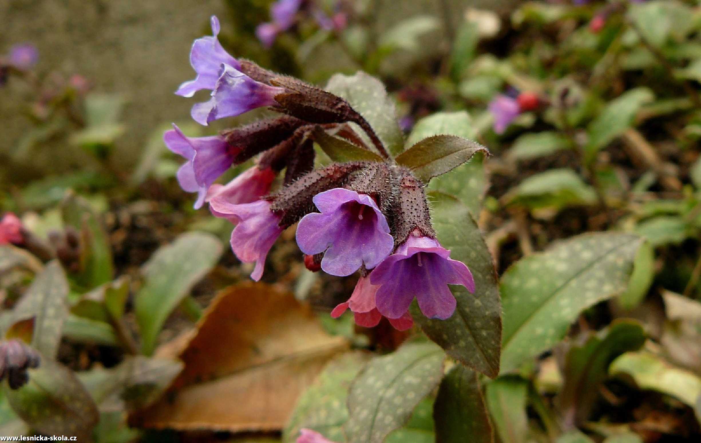 Plicník lékařský - Pulmonaria officinalis - Foto Pavel Stančík 0222