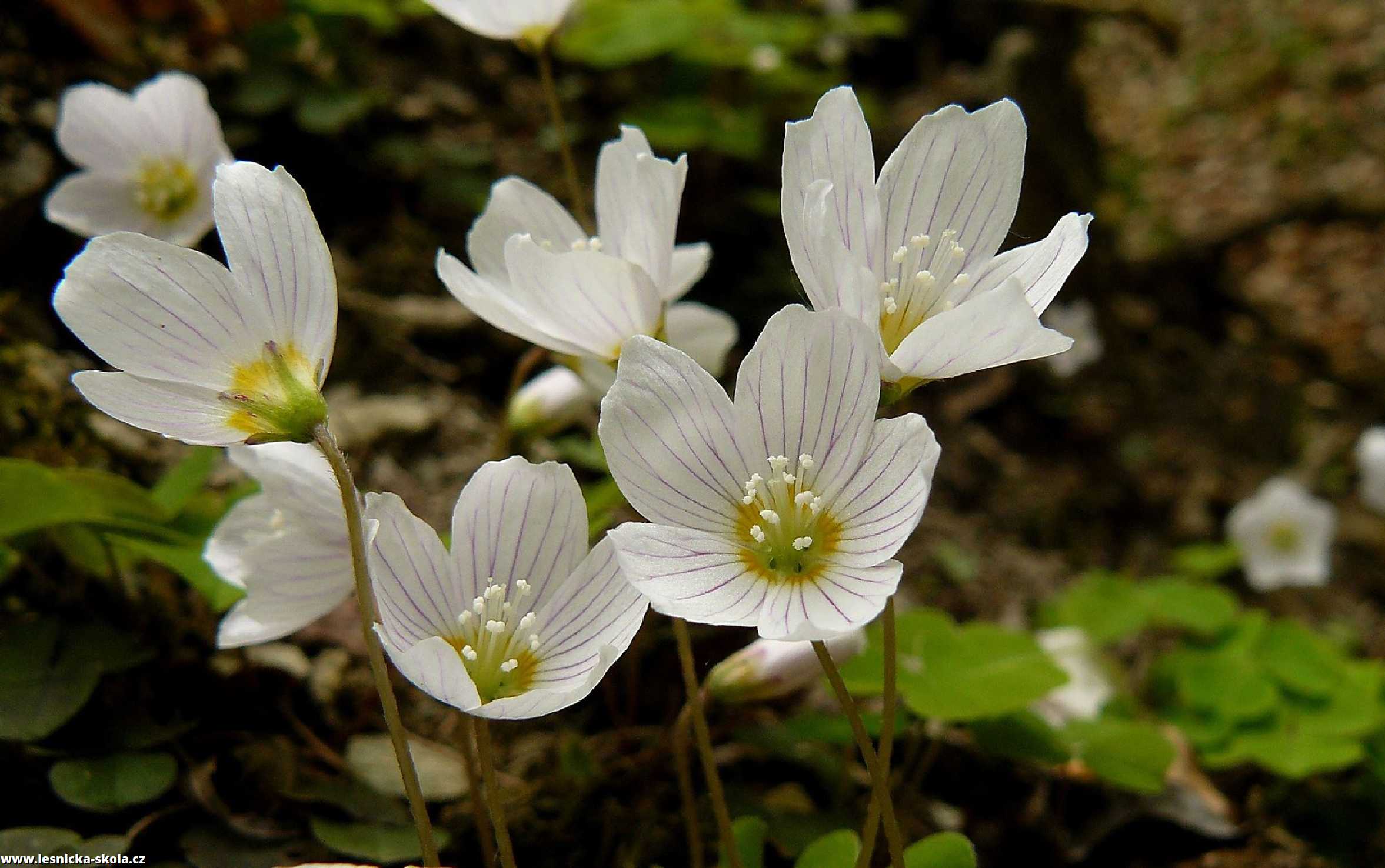 Šťavel kyselý - Oxalis acetosella - Foto Pavel Stančík 0222