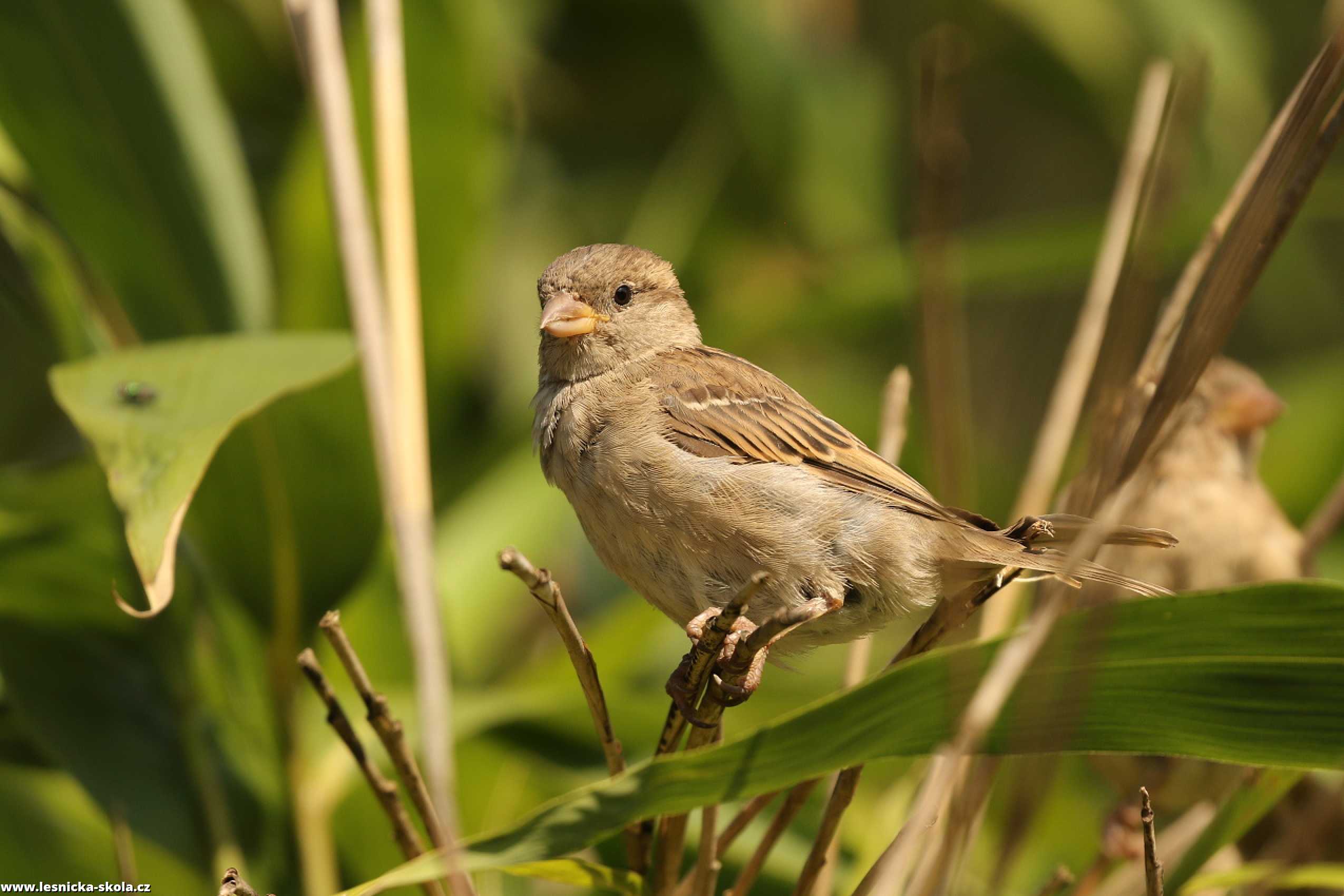 Vrabec domácí - Passer domesticus - Foto Irena Wenischová 0322