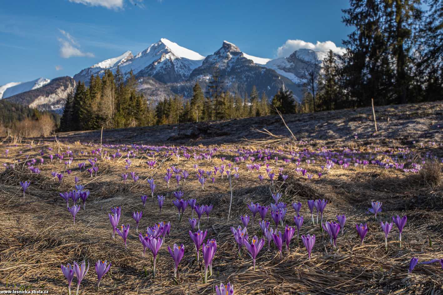 Jaro dorazilo do slovenských hor - Foto Jozef Pitoňák 0322 (1)