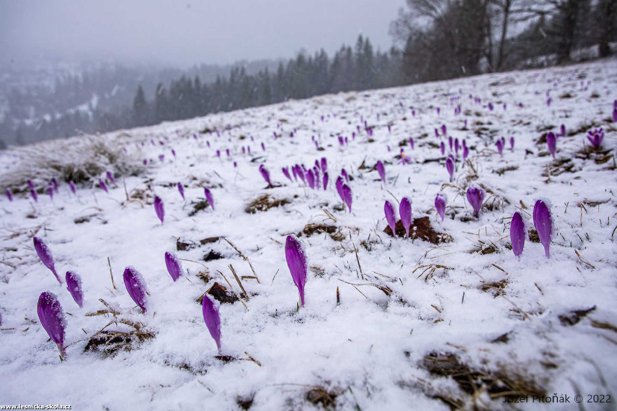 Jaro dorazilo do slovenských hor - Foto Jozef Pitoňák 0322 (4)