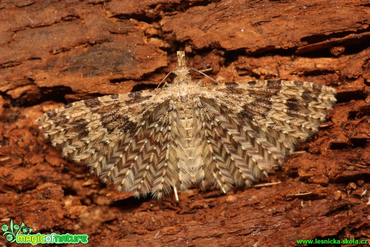 Pernatěnka - Alucita hexadactyla - Foto Gerd Ritschel