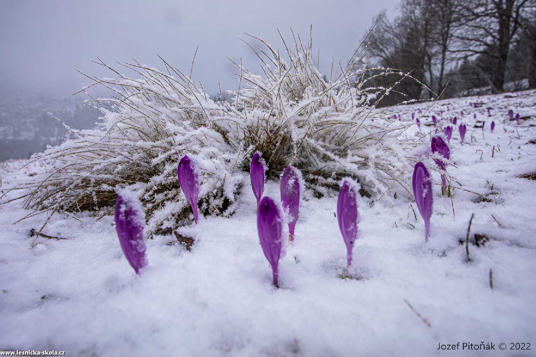 Jaro dorazilo do slovenských hor - Foto Jozef Pitoňák 0322 (8)