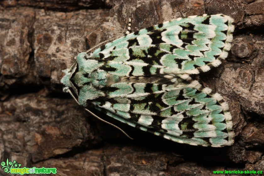 Pestroskvrnka zelenavá - Dichonia aprilina - Foto Gerd Ritschel