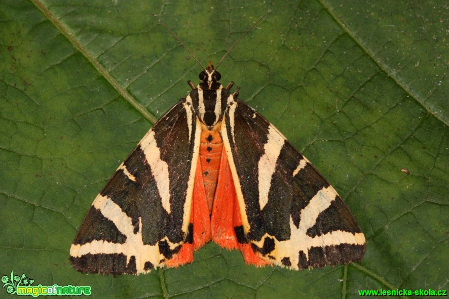 Přástevník kostivalový - Euplagia quadripunctaria - Foto Gerd Ritschel