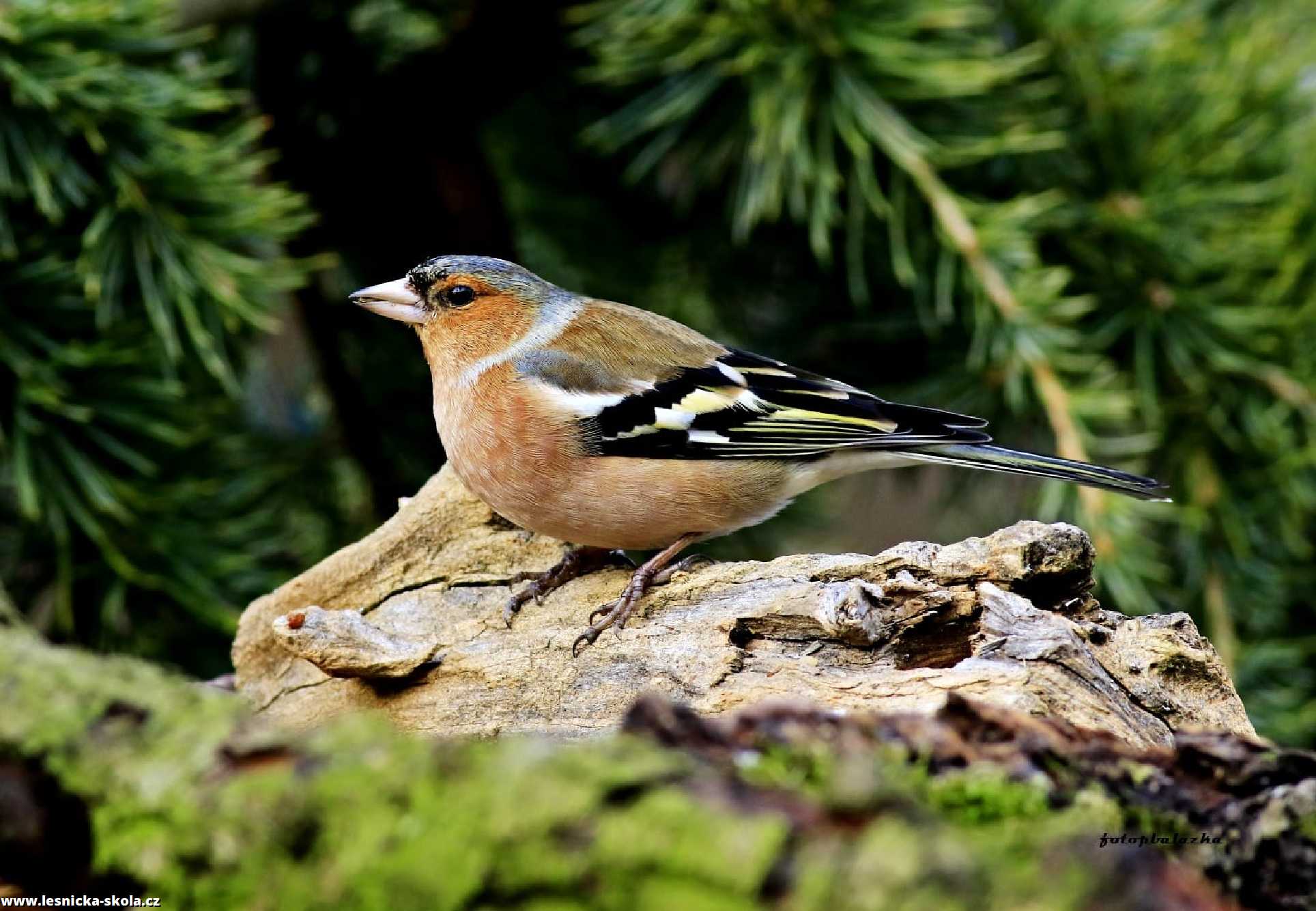 Pěnkava obecná - Fringilla coelebs - Foto Pavel Balazka 0322