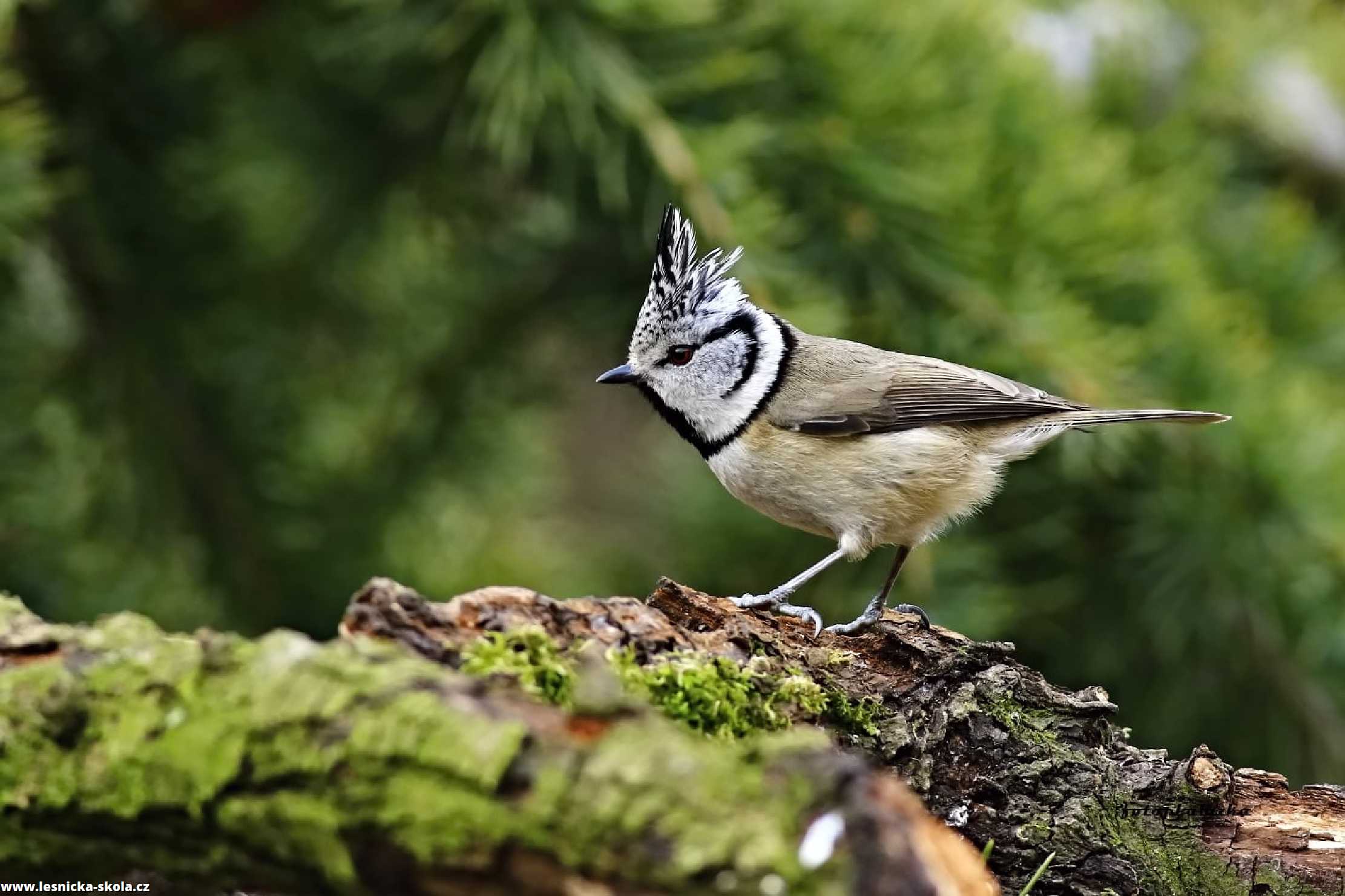 Sýkora chocholatá - Parus xanthogenys - Foto Pavel Balazka 0322 (1)