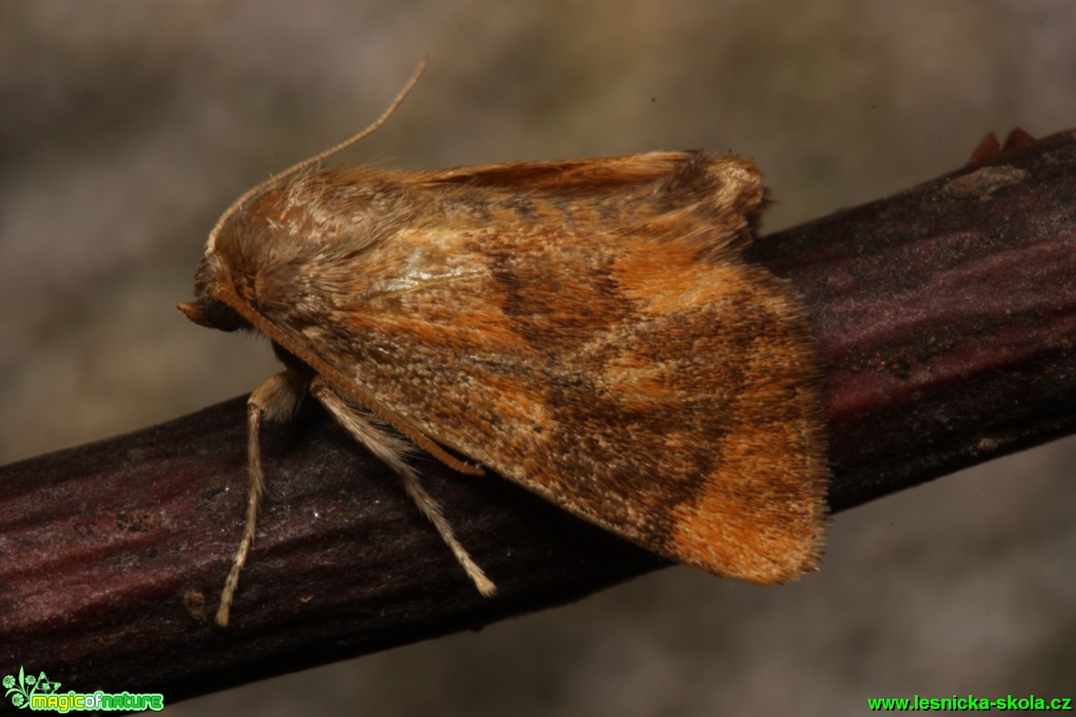 Slimákovec dubový - Apoda limacodes - Foto Gerd Ritschel (1)