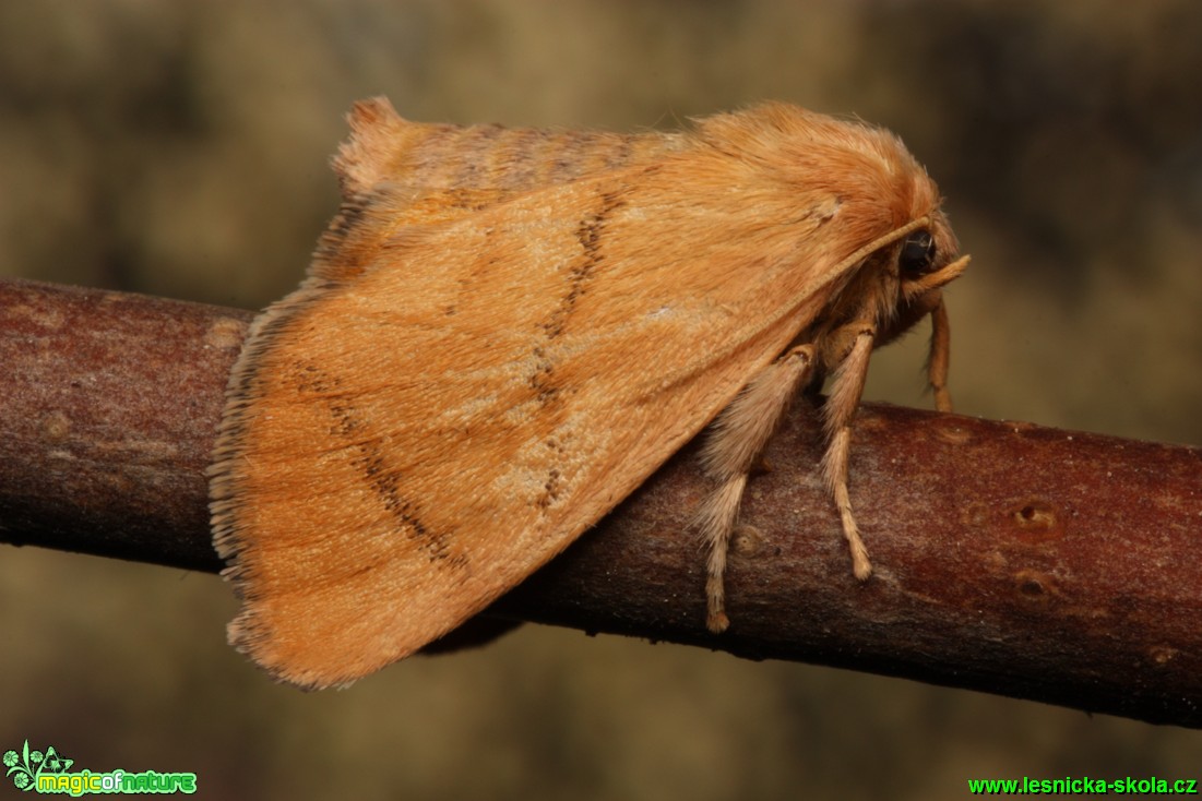 Slimákovec dubový - Apoda limacodes - Foto Gerd Ritschel