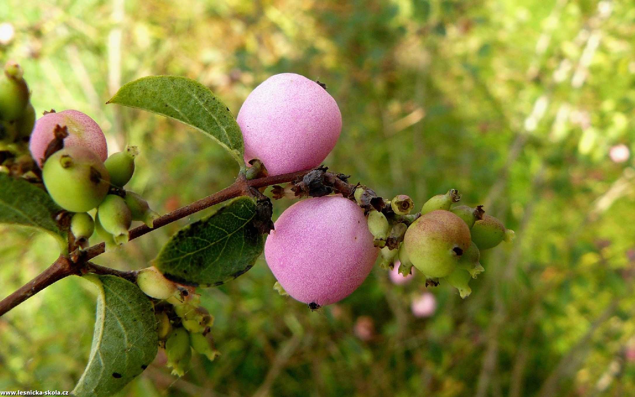 Pámelník červenoplodý - Symphoricarpos orbiculatus - Foto Pavel Stančík 0322