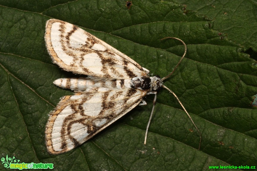 Vilenka zevarová - Nymphula stagnata - Foto Gerd Ritschel