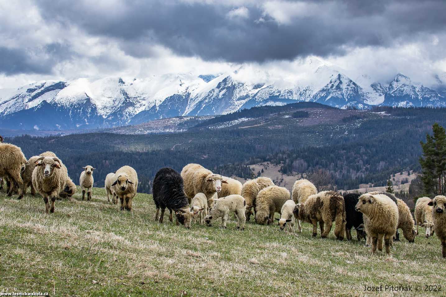 Pastva na slovenských horách - Foto Jozef Pitoňák 0422 (4)