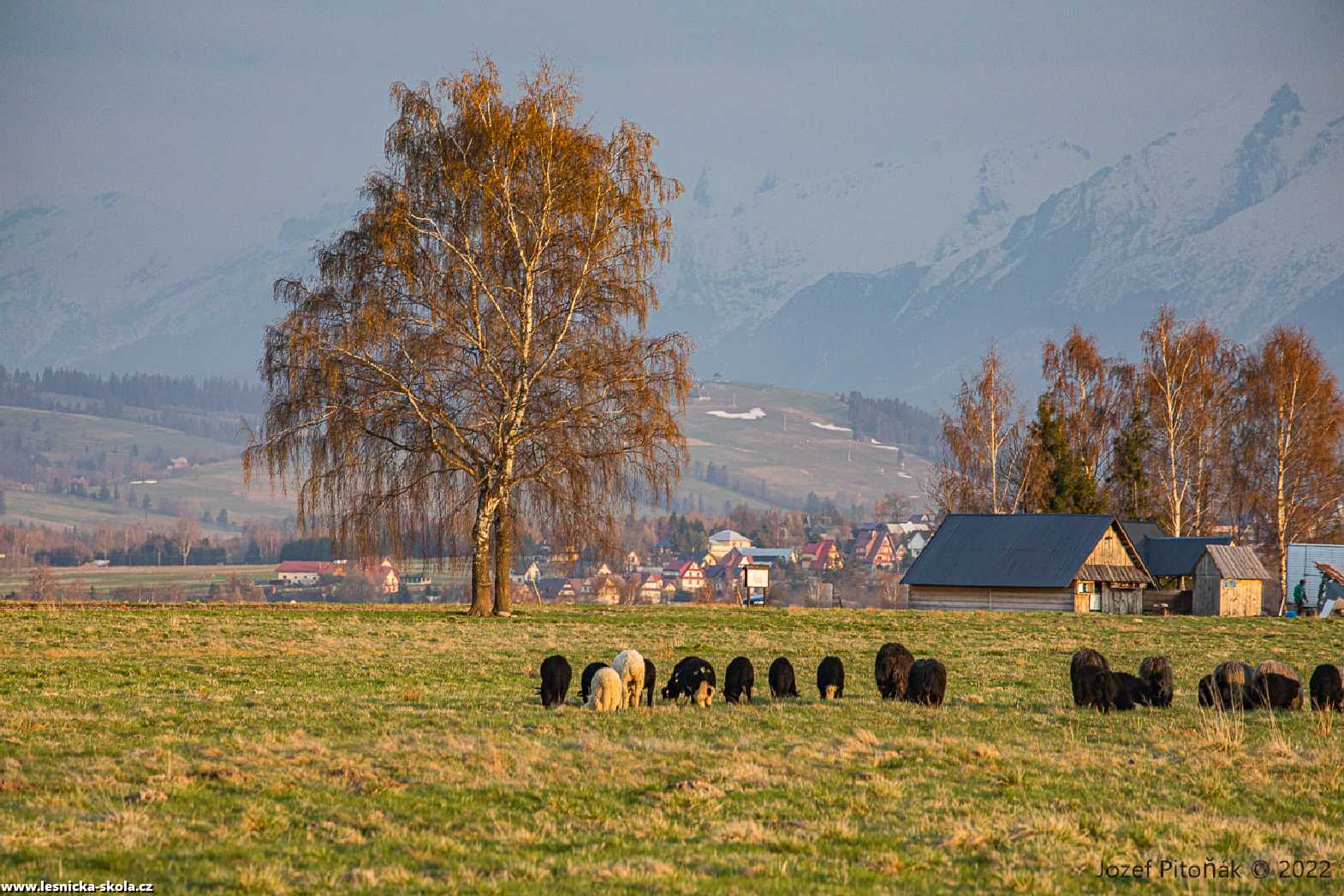 Pastva na slovenských horách - Foto Jozef Pitoňák 0422 (5)