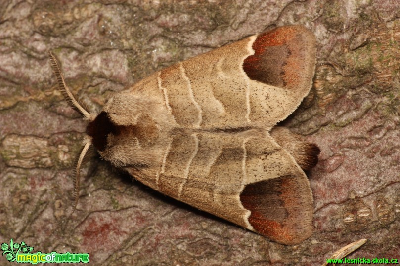 Vztyčnořitka rudoskvrnná - Clostera curtata - Foto Gerd Ritschel