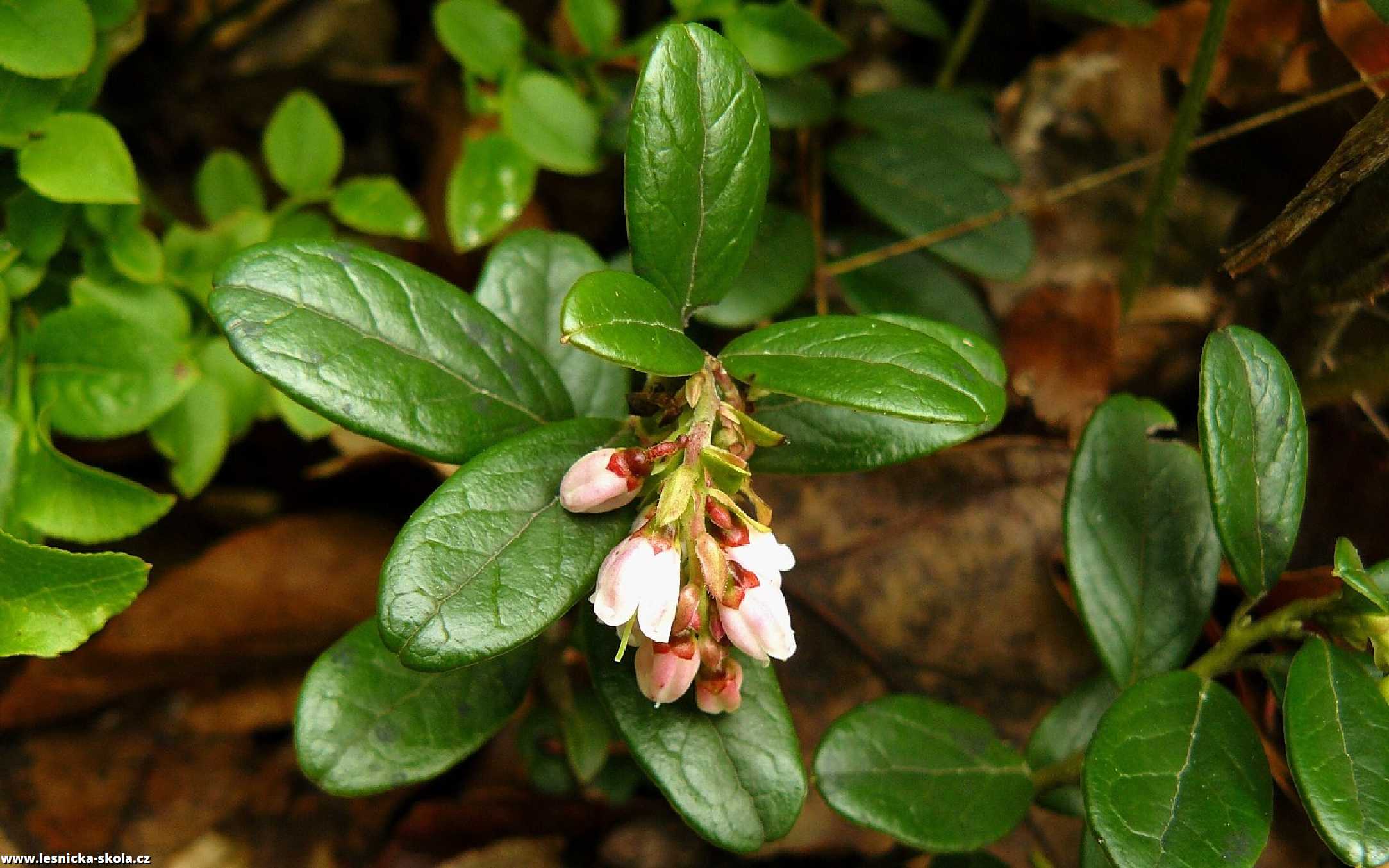 Brusnice brusinka - Vaccinium vitis-idaea - Foto Pavel Stančík 0322