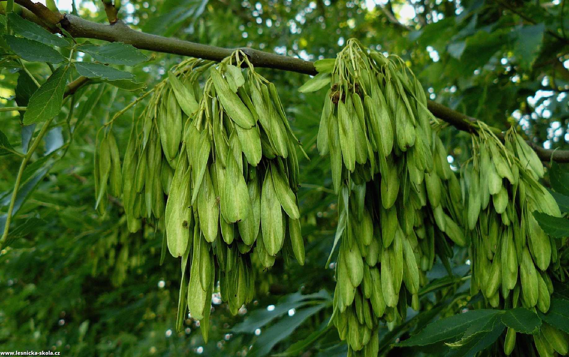 Jasan ztepilý - Fraxinus excelsior - Foto Pavel Stančík 0322