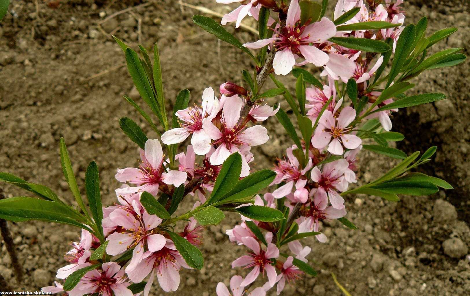 Mandloň nízká - Prunus tenella - Foto Pavel Stančík 0322