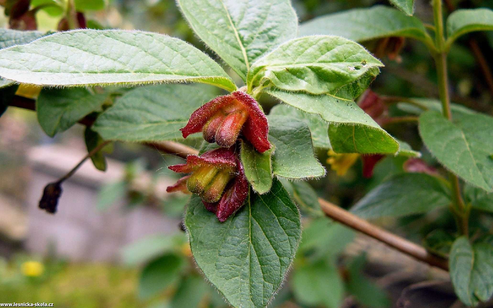 Zimolez Ledebourův - Lonicera ledebourii - Foto Pavel Stančík 0322