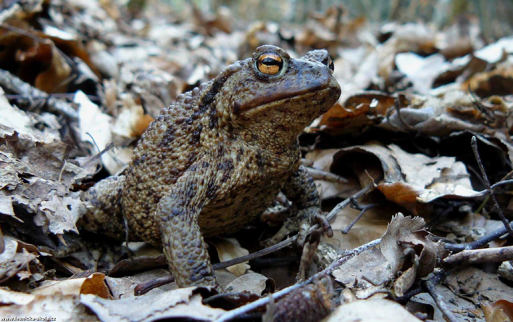 Ropucha obecná - Bufo bufo - Foto Pavel Stančík 0322