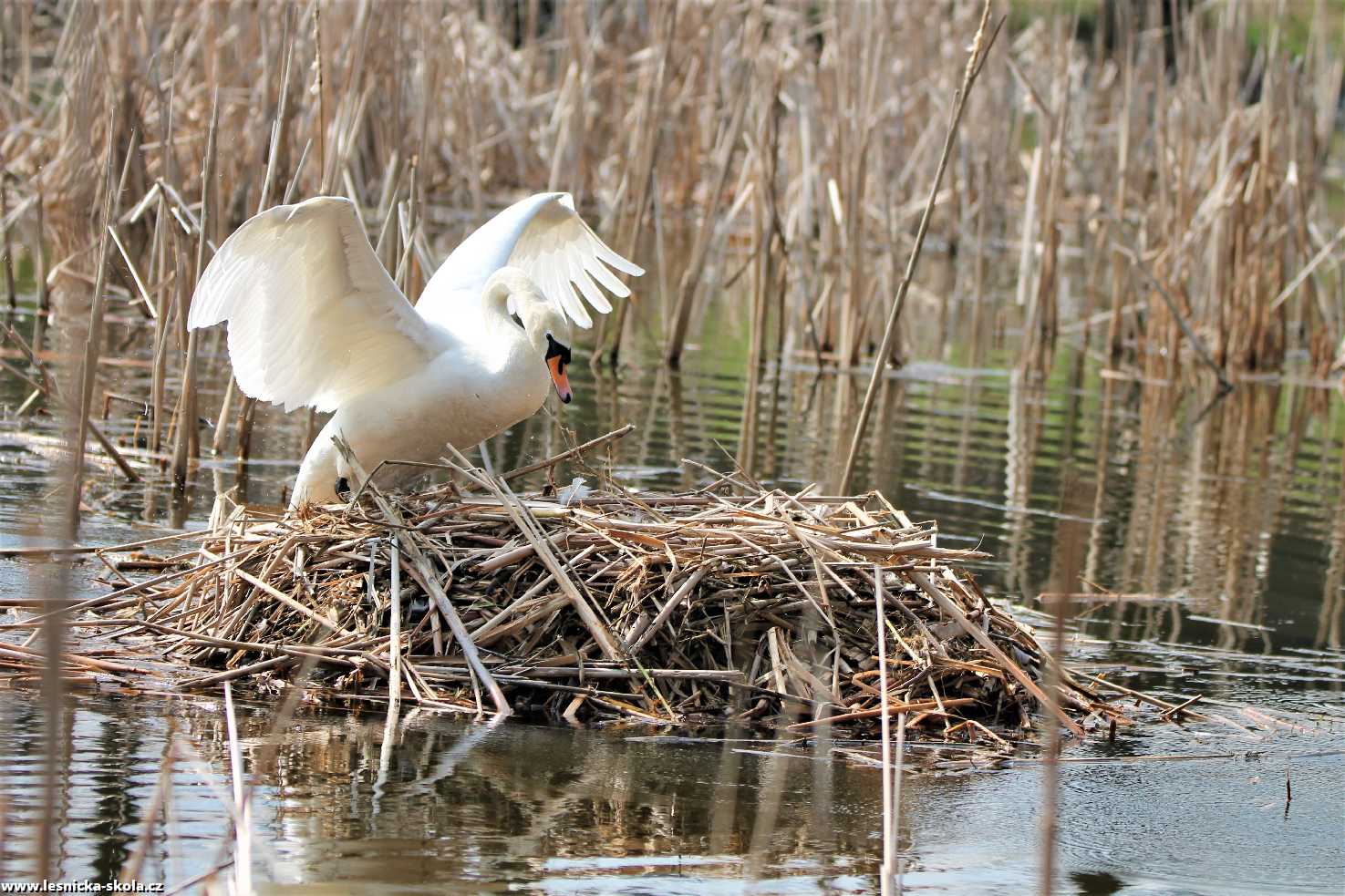 Labuť na hnízdě - Foto František Novotný 0322