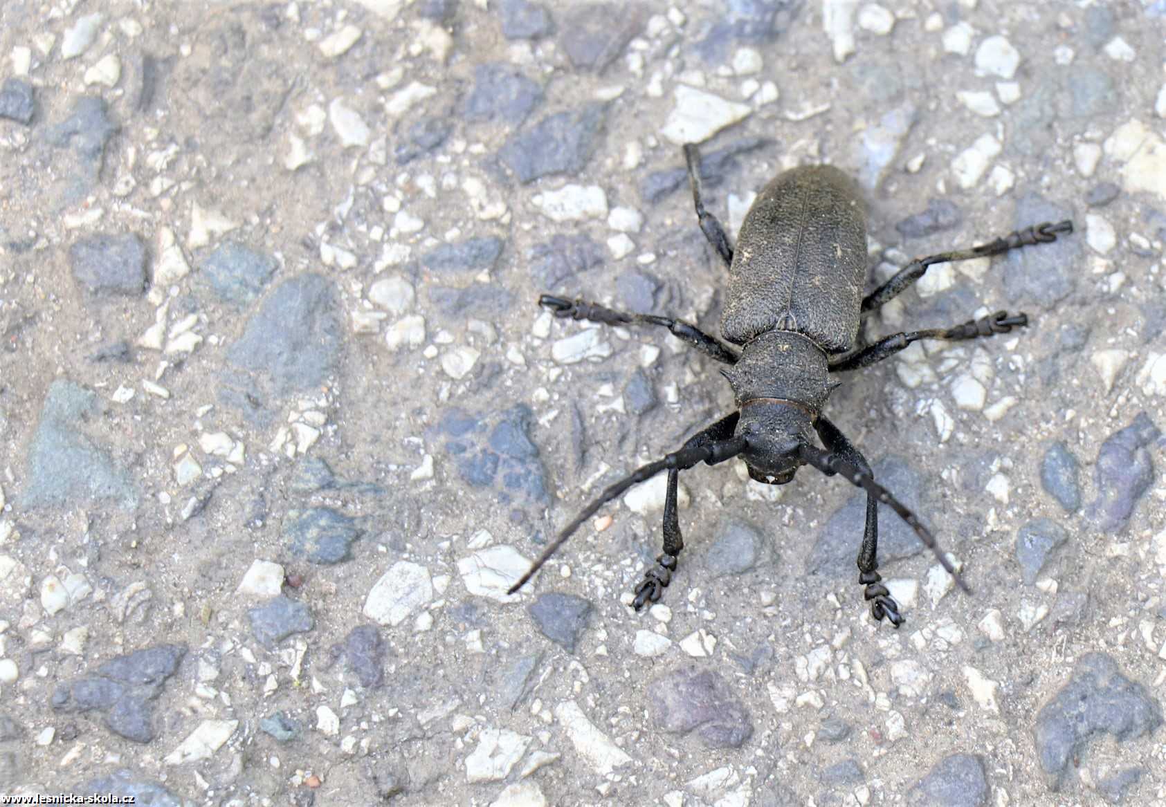 Tesařík borový - Spondylis buprestoides - Foto Rasťo Salčík 0522