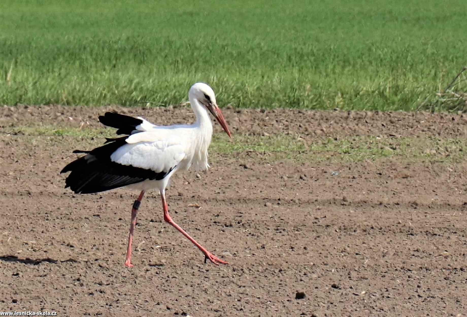 Čáp bílý - Ciconia ciconia - Foto Rasťo Salčík 0522