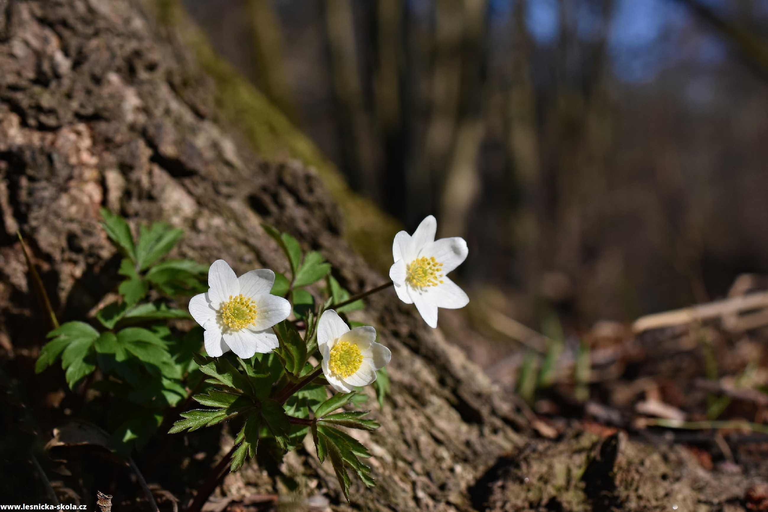 Sasanka hajní - Anemone nemorosa - Foto Marie Vykydalová 0322