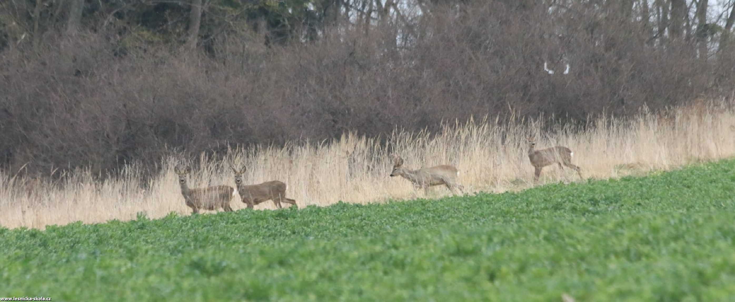 Setkání se srnčí zvěří - Foto Ladislav Jonák 0422 (1)