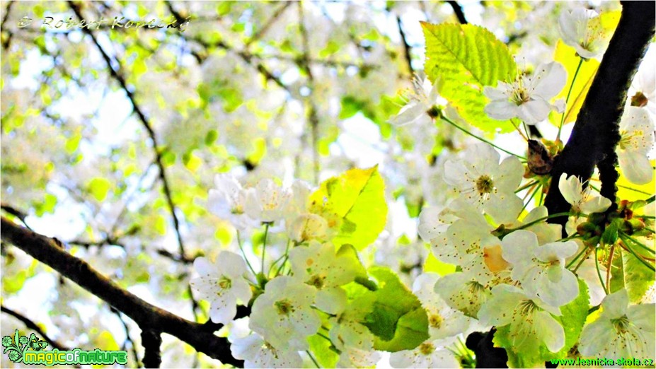 Třešeň ptačí - Prunus avium - Foto Robert Kopecký