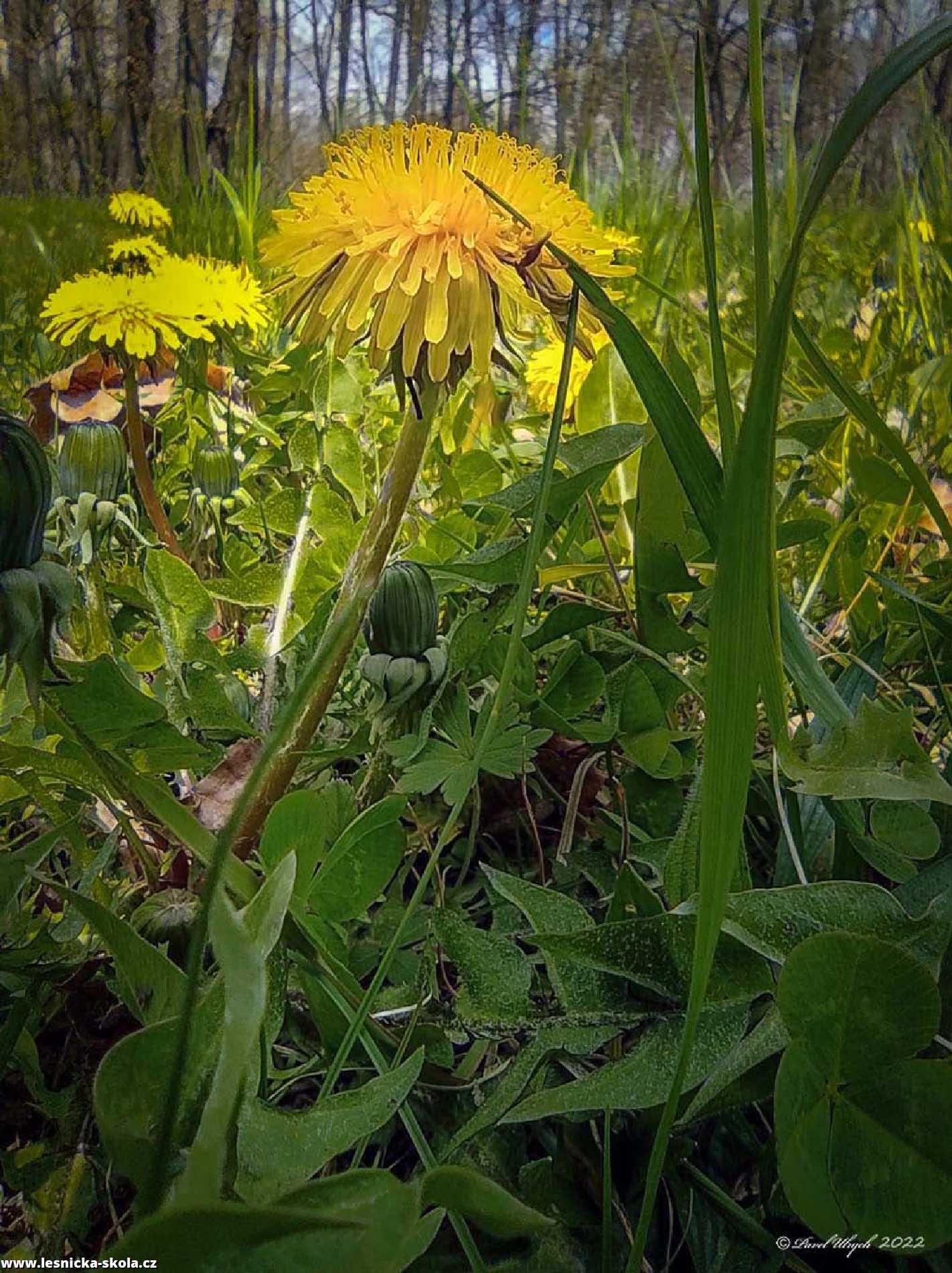 Smetanka lékařská - Taraxacum officinale - Foto Pavel Ulrych 0522 (3)