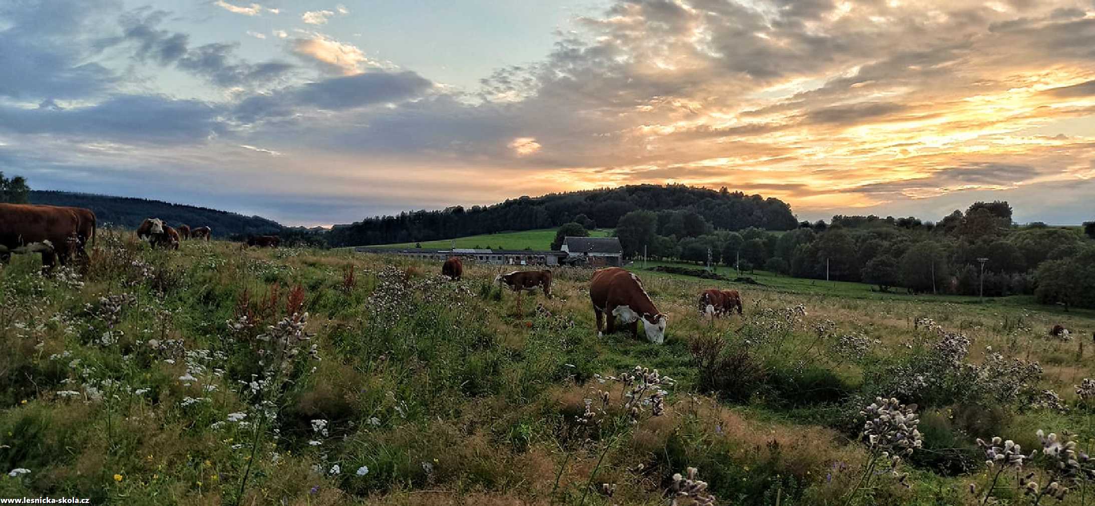 Pastva při západu slunce - Foto Adriana Simandlová 0522