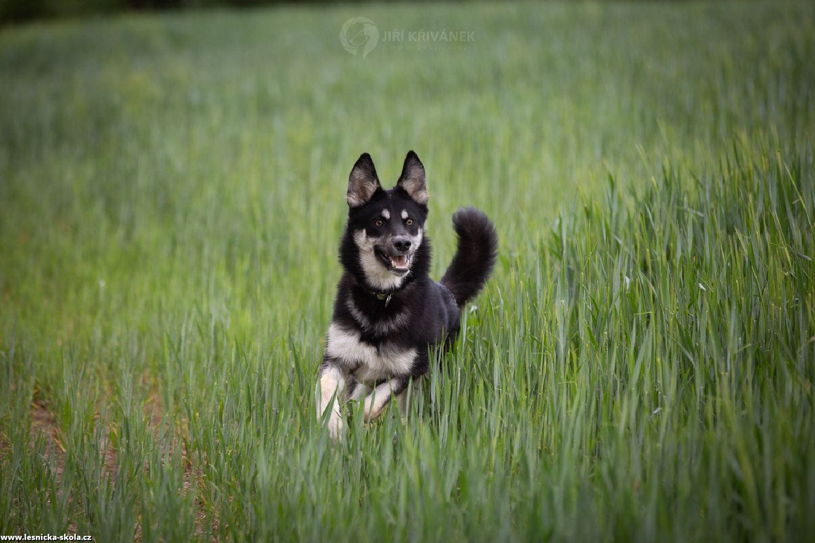 Aysha - Foto Jiří Křivánek 0522