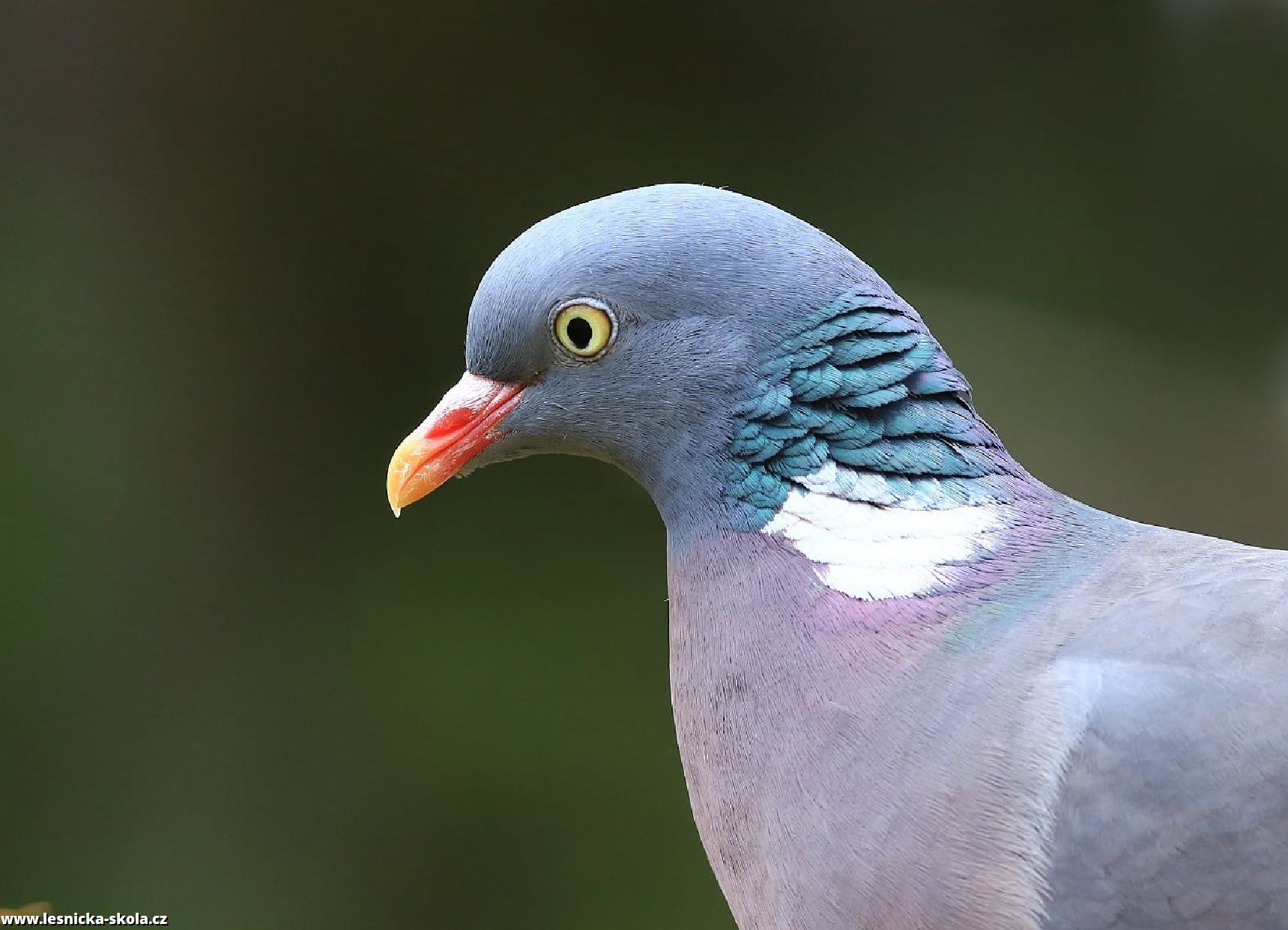 Holub hřivnáč - Columba palumbus - Foto Pavel Balazka 0422 (1)