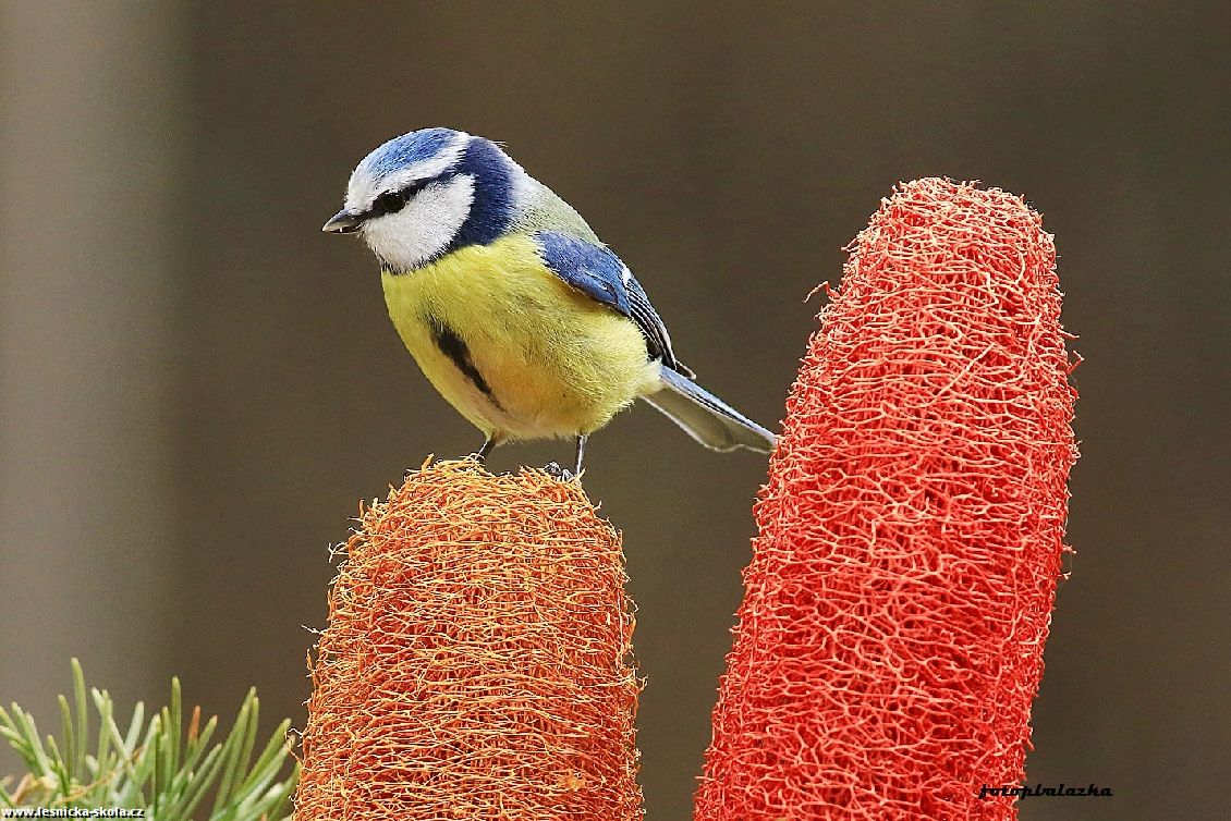 Sýkora modřinka - Cyanistes caeruleus - Foto Pavel Balazka 0422