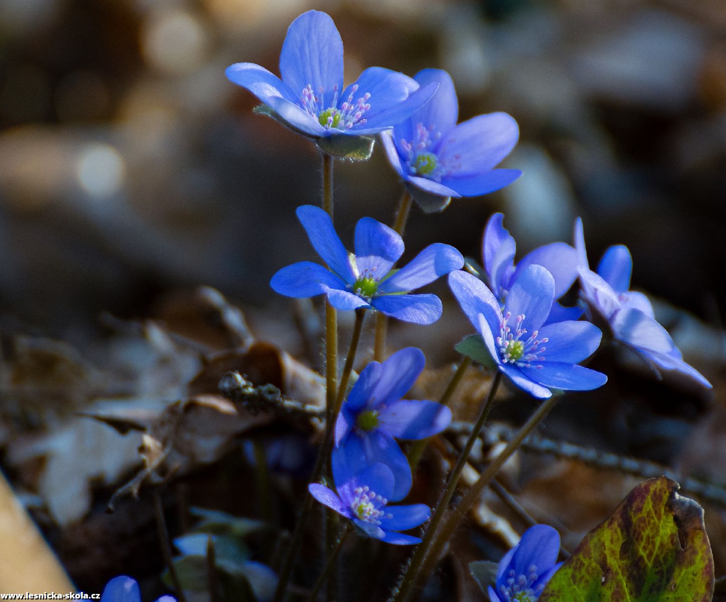 Jaterník podléška -  Hepatica nobilis - Foto Jaroslava Jechová 0422 (1)