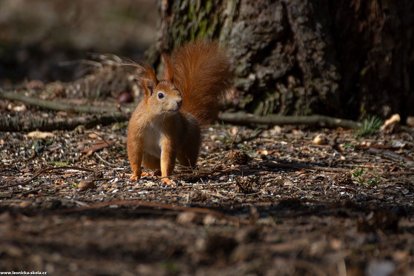 Veverka obecná - Sciurus vulgaris - Foto Jaroslava Jechová 0422 (1)