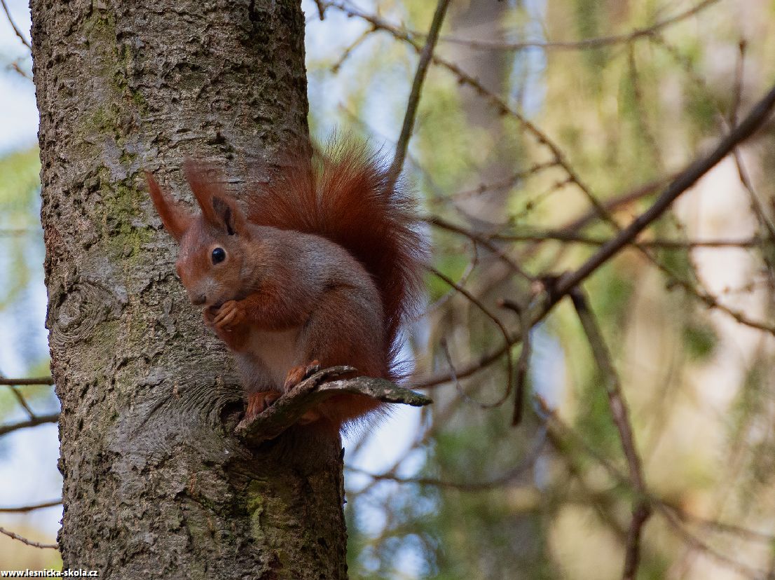 Veverka obecná - Sciurus vulgaris - Foto Jaroslava Jechová 0422 (2)