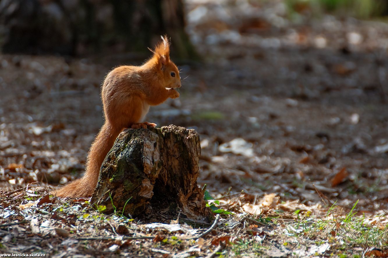 Veverka obecná - Sciurus vulgaris - Foto Jaroslava Jechová 0422 (3)