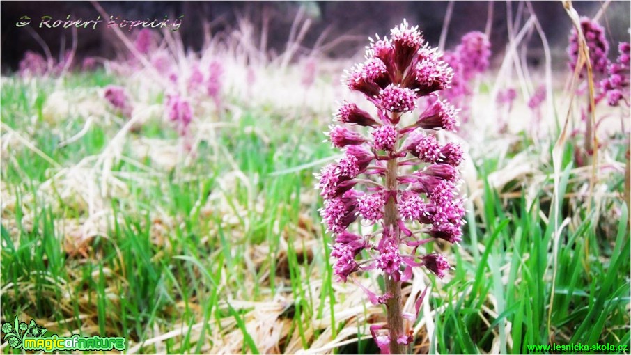 Devětsil lékařský - Petasites hybridus - Foto Robert Kopecký