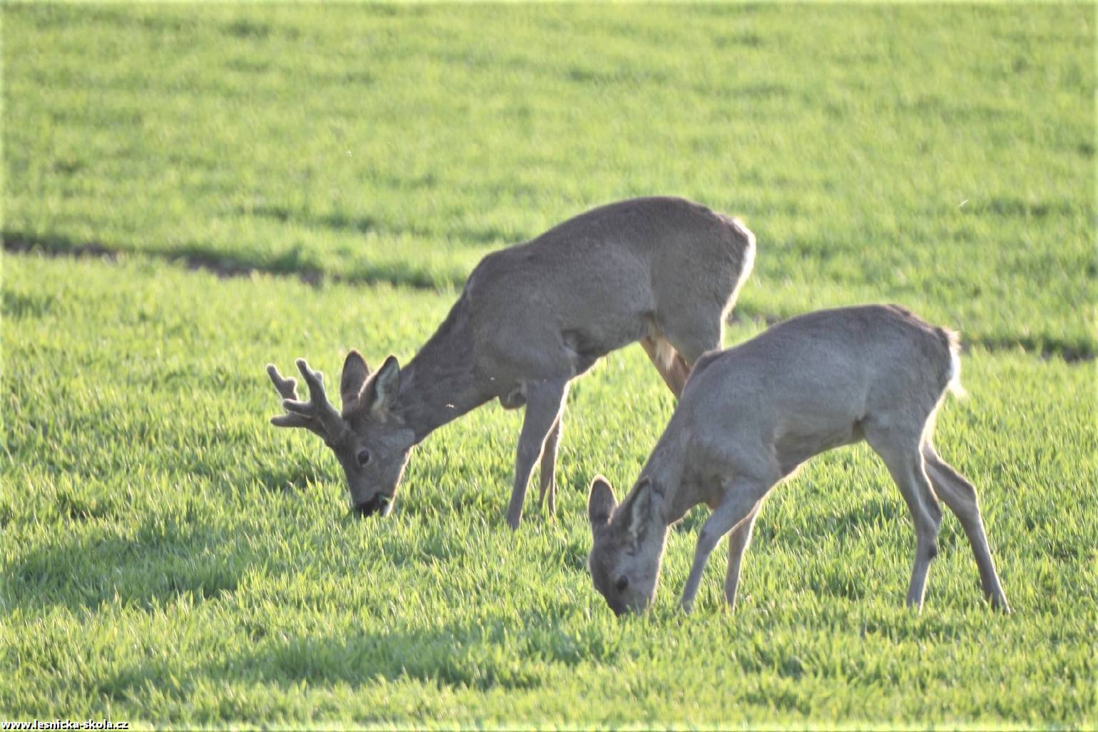 Setkání se srnčí zvěří - Foto František Novotný 0522 (5)