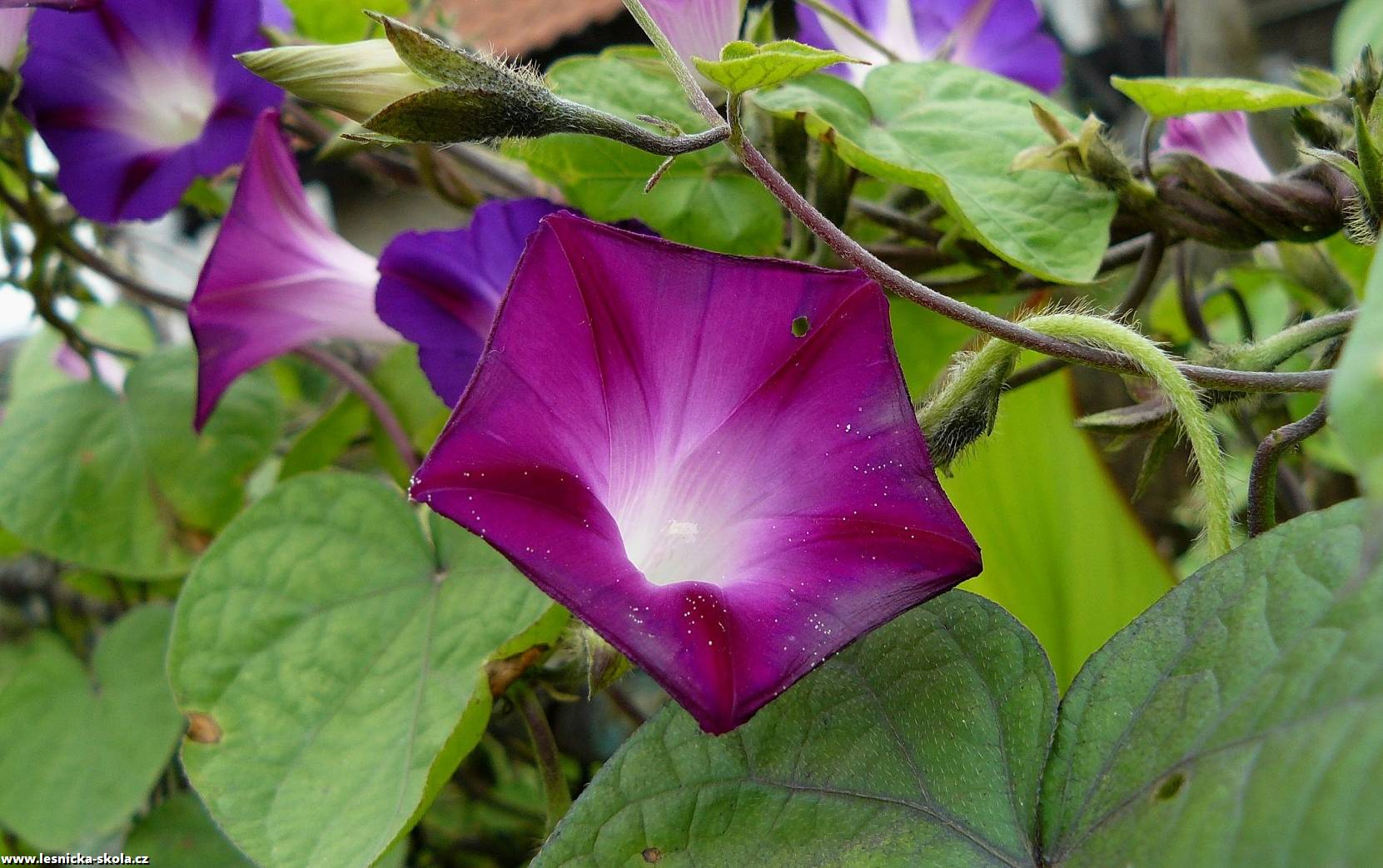 Povijnice nachová - Ipomoea purpurea - Foto Pavel Stančík 0522