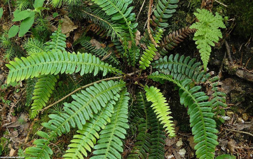 Žebrovice různolistá - Blechnum spicant - Foto Pavel Stančík 0522