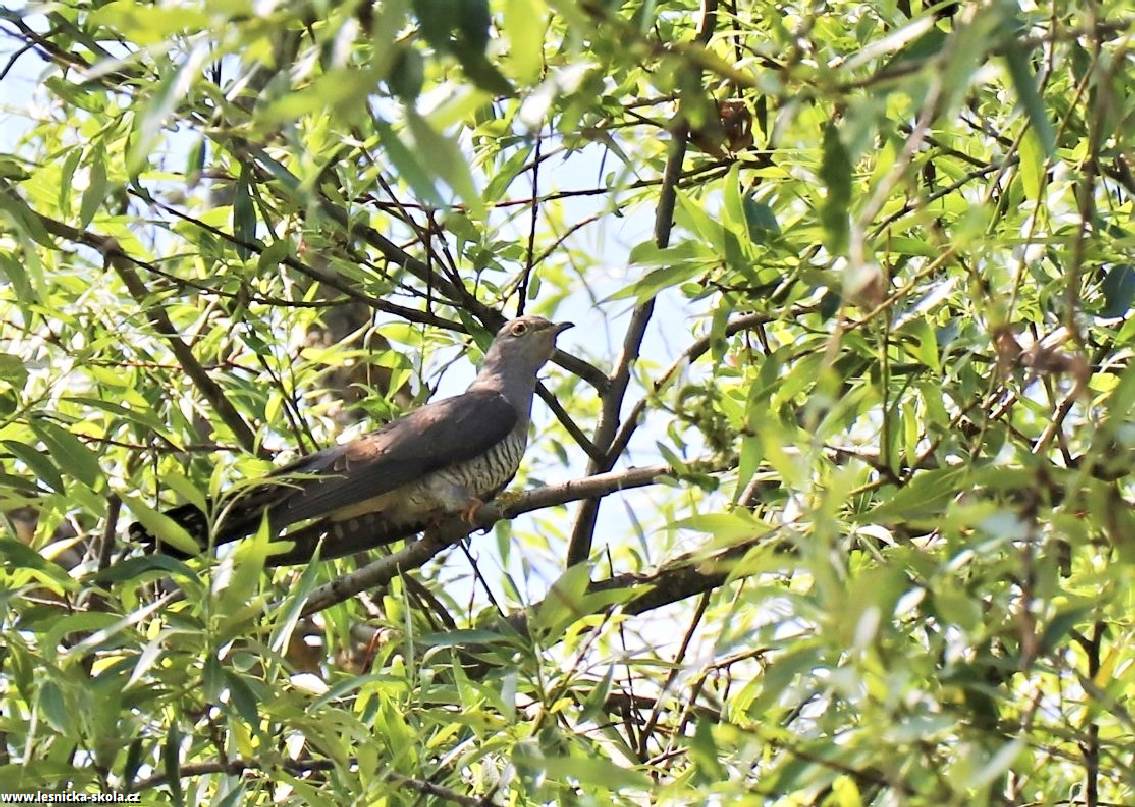 Kukačka obecná - Cuculus canorus - Foto Rasťo Salčík 0522