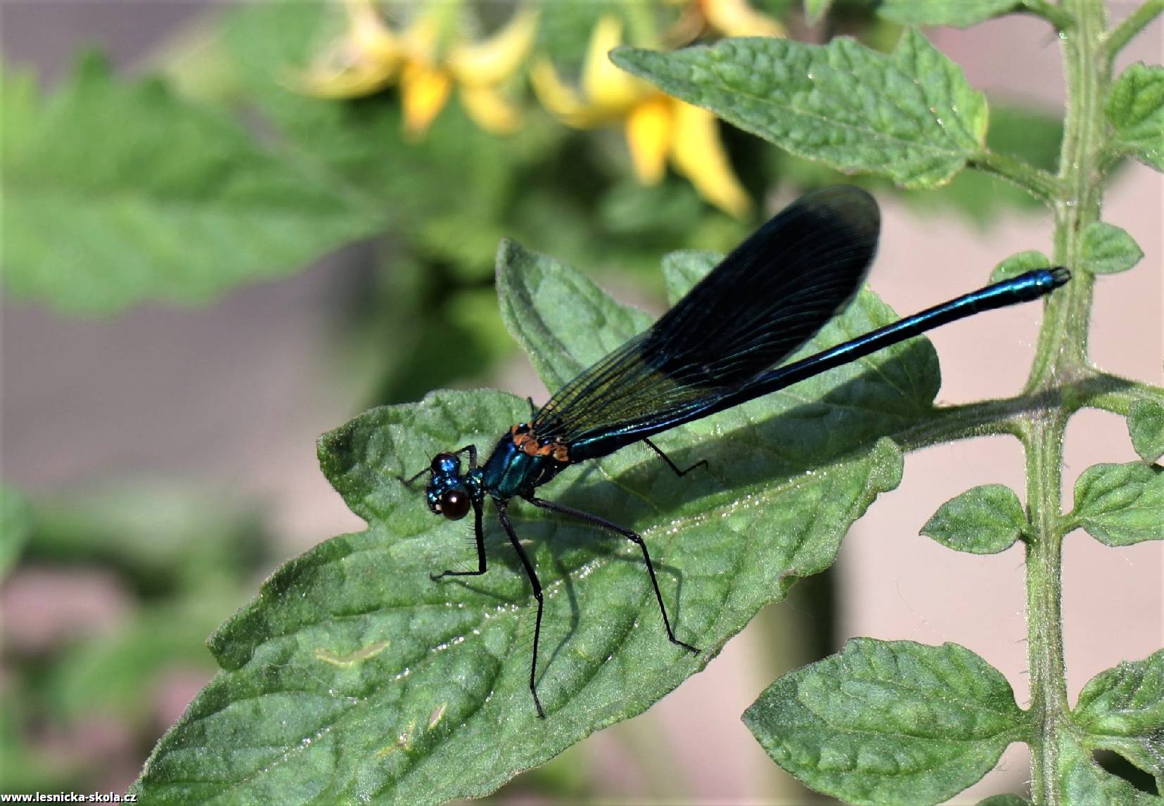 Motýlice lesklá - Calopteryx splendens - Foto Rasťo Salčík 0522